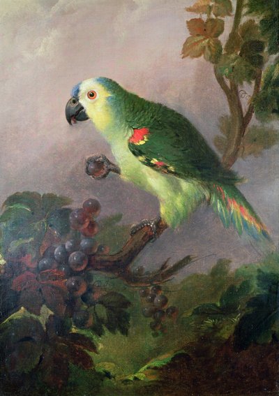 Un loro de Jakob Bogdani or Bogdany